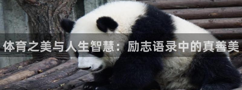 皇冠678体育：体育之美与人生智慧：励志语录中的真善美