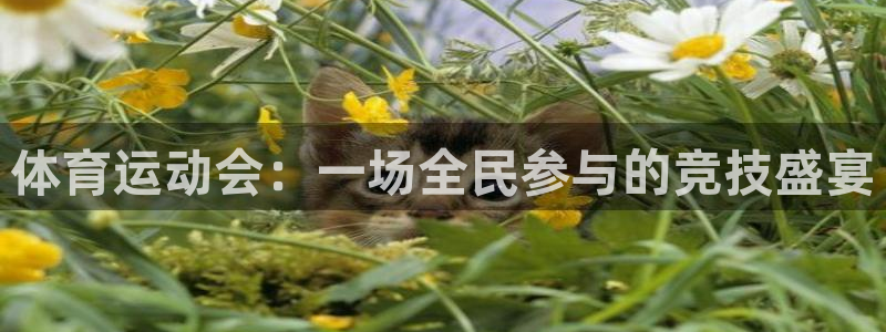 678体育官网：体育运动会：一场全民参与的竞技盛宴